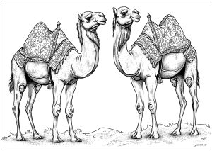 Two realistic camels in the desert