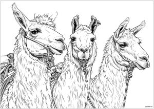 Three beautiful, realistic llamas