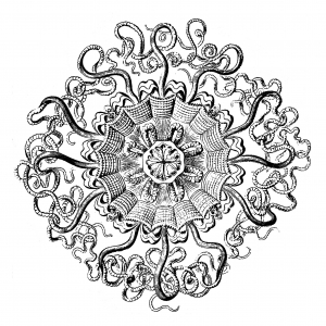 Exclusive mandala created from an 18th-century anatomical jellyfish plate (Permedusae)